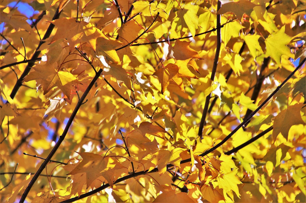 株洲奧園廣場最新動態(tài)，城市繁華的新焦點