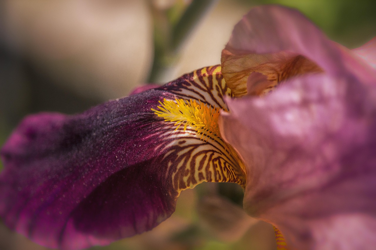 白百合最新動態(tài)，娛樂圈中的璀璨光芒綻放