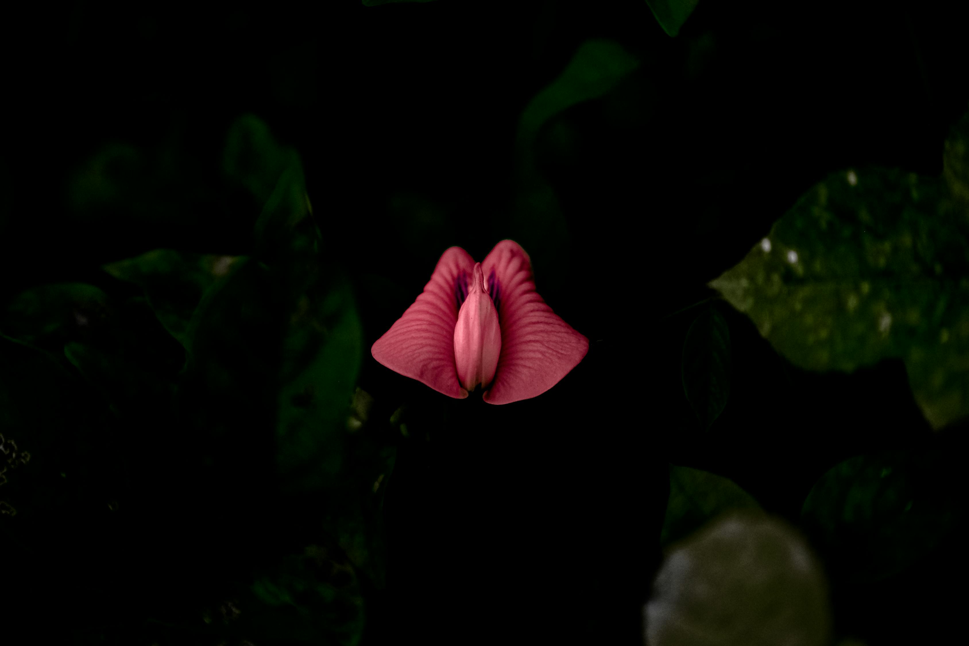 流行文化的獨(dú)特魅力，呆萌動(dòng)漫頭像的魅力展現(xiàn)