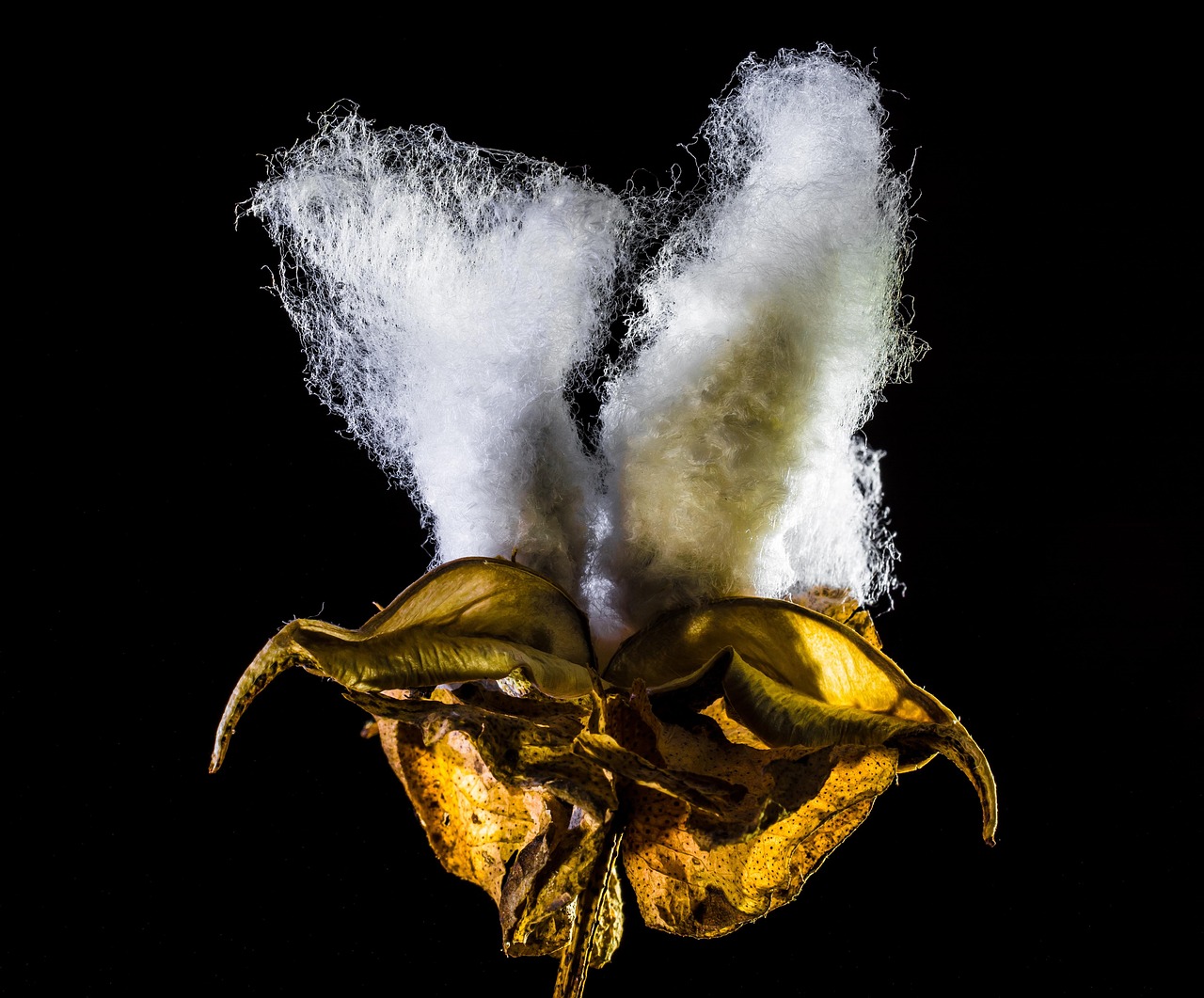 鄭州期貨棉花商品實(shí)時行情深度解析與動態(tài)播報